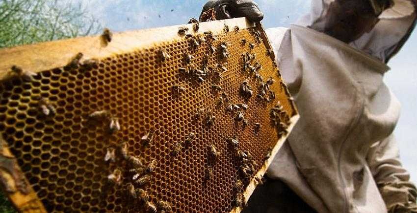 Arı kolonilerini kurtaran karar, bal verimini de artıracak