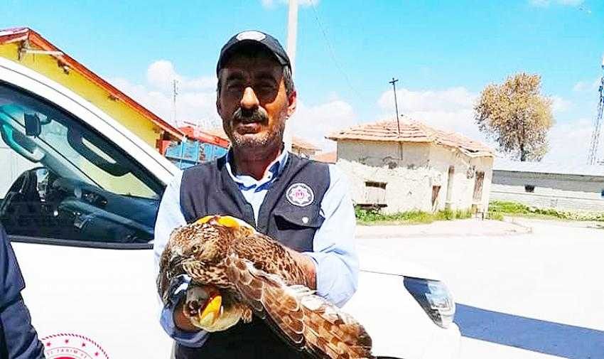 Konya’da yaralı halde bulunan şahin koruma altına alındı