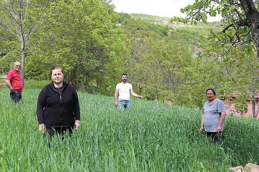 ’Artvin buğdayı’ coğrafi işaret yolunda