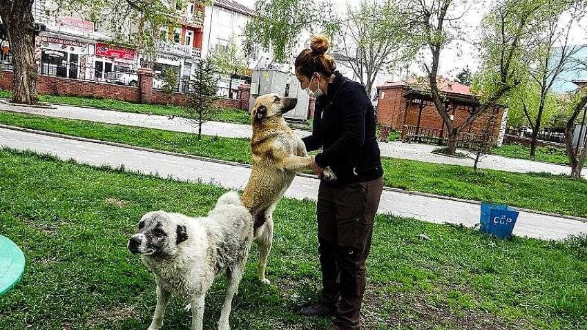 Mama verilen köpeklerin mutluluğu