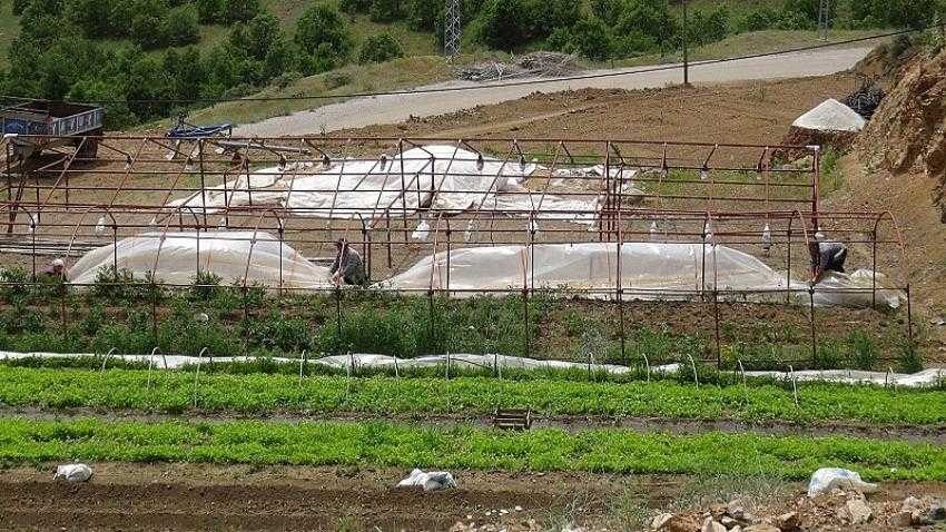 Malatya’da hortum bahçe ve seralara zarar verdi