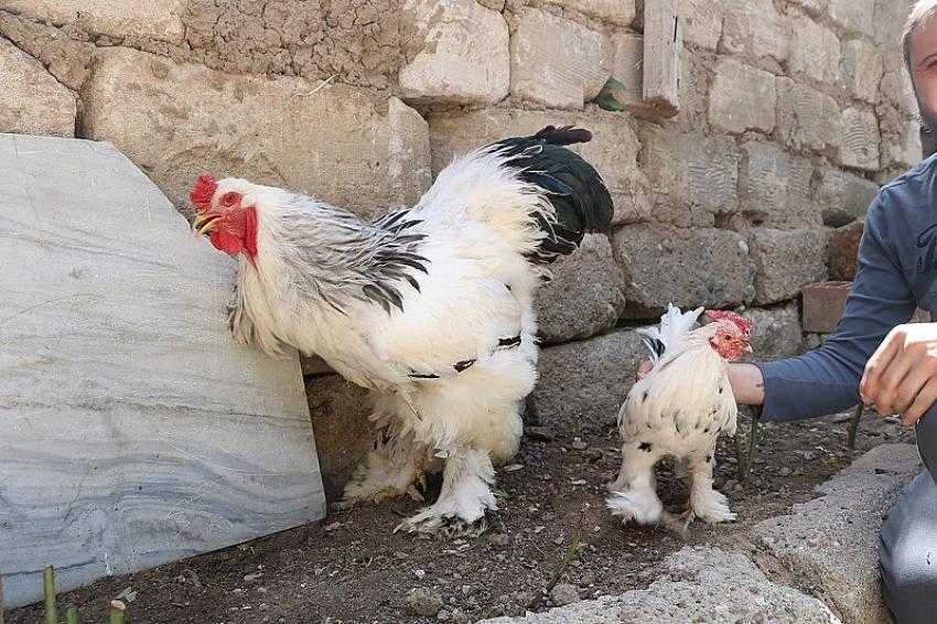 Bu horoz ve tavuklar dev cüsseleriyle dikkat çekiyor