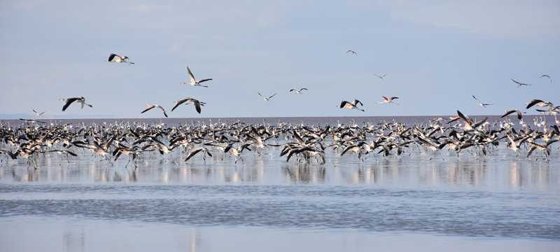 Tuz Gölü’nde flamingoların esrarengiz ölümü