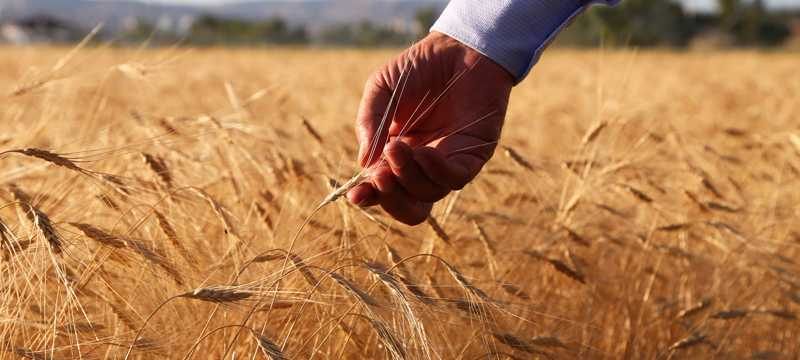 13 bin yıllık buğdayın ilk hasadı yapıldı