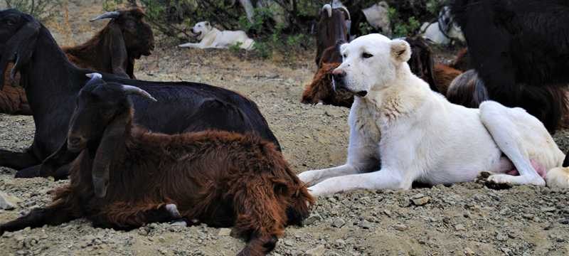 Akbaşlar tehlikede! Teker teker vurarak öldürüyorlar