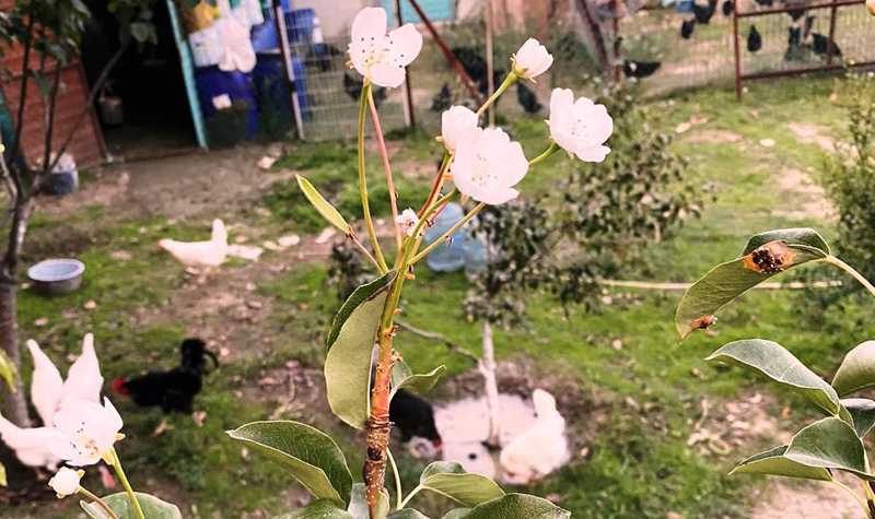 Armut ağacı kasımda çiçek açtı