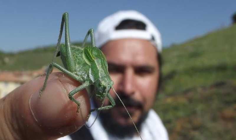 Bilim insanları uyarıyor: Böcek istilasına uğrayabiliriz