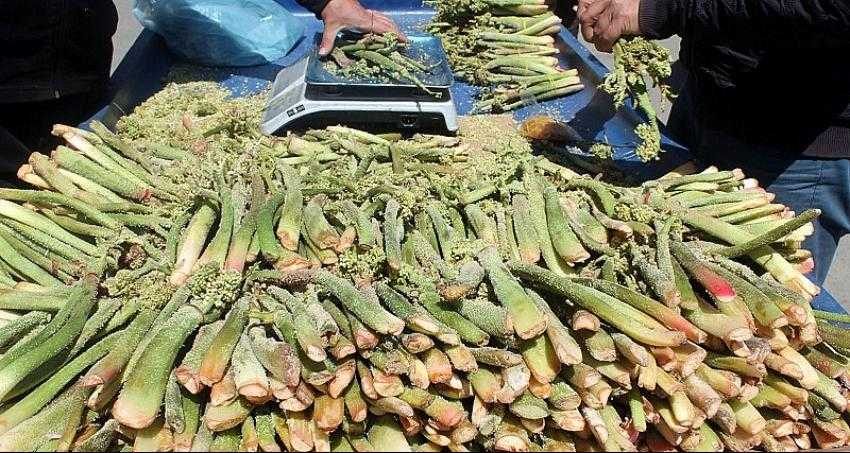 Şifa kaynağı ışkın tezgahlardaki yerini aldı