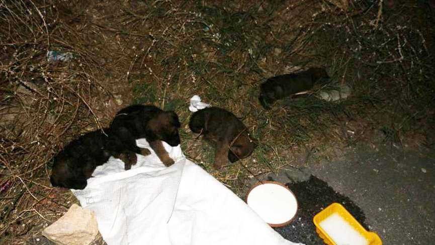 Ağzı bağlı çuvaldan köpek yavruları çıktı