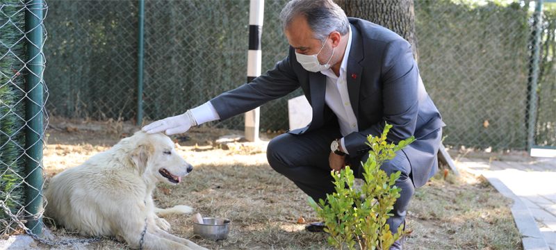 Tedavi altına alınan kanserli köpeğe Başkan Aktaş şefkati