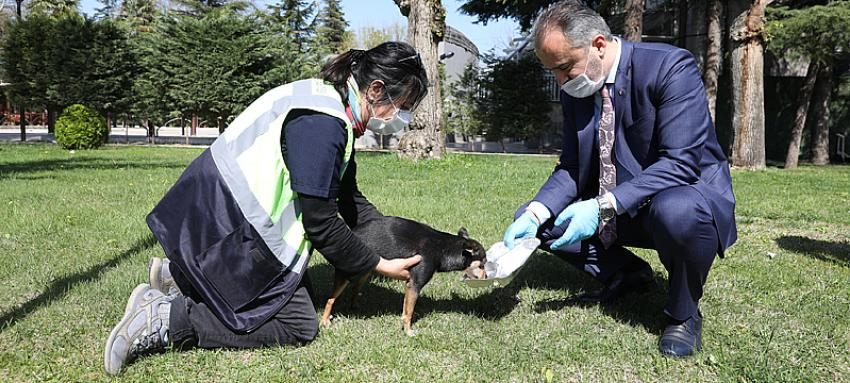 Sokak hayvanları Büyükşehir güvencesinde