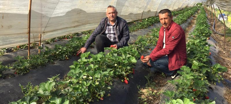 Çilek tarlada 5, Bursa pazarlarında 10 lira