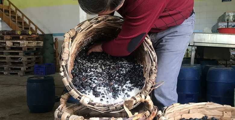 Dededen kalma yöntemle sele zeytini hazırlıyor 