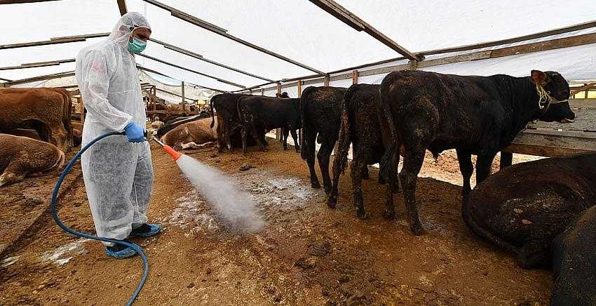 Kurban satış yerlerinde ilaçlama seferberliği