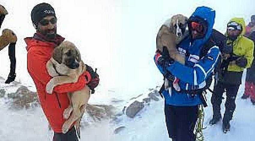 Bursalı dağcılar donmak üzere olan köpekleri kilometrelerce taşıdı