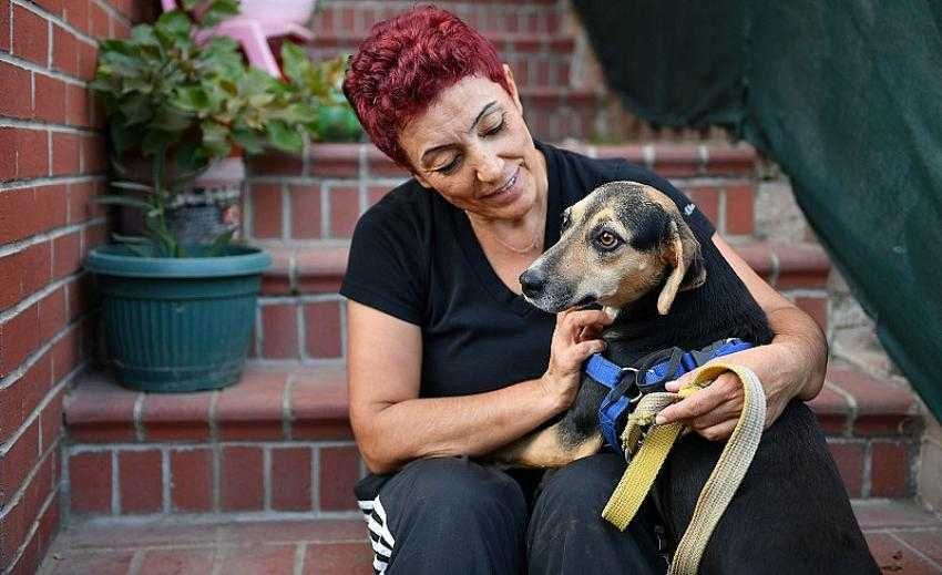 Kanserli köpek hem sağlığına hem yuvaya kavuştu