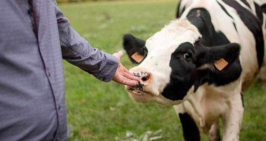 Kurbanlık seçecekler dikkat! Eğer bunlar varsa sakın almayın