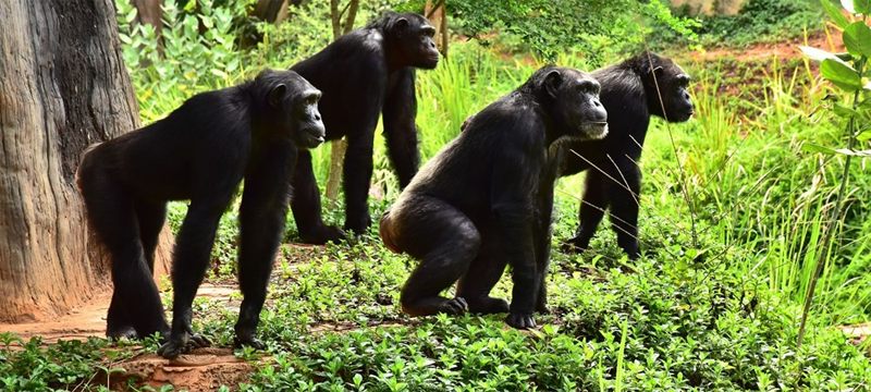 Gorillere 10 metre sosyal mesafe kuralı