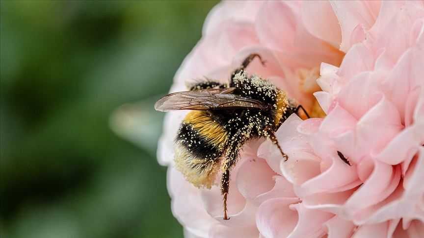  Polenleyicilerin baş aktörü arıların yüzde 40