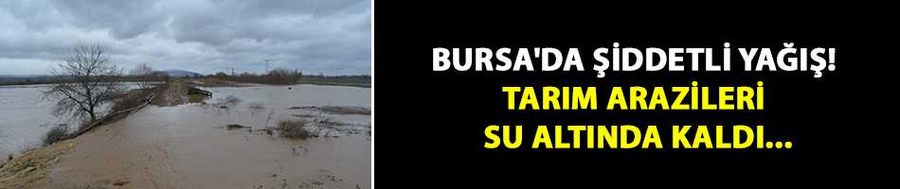 Bursa