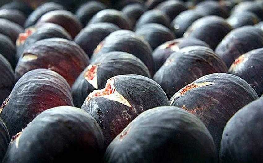 Siyah incir ihracatı 17 bin tona ulaştı