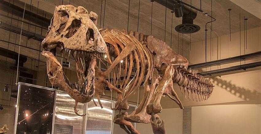 Dünyanın en büyük ve en yaşlı T-rex fosili bulundu