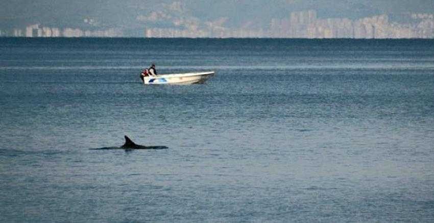 Sığ suda sıkışan yunus botla kurtarıldı