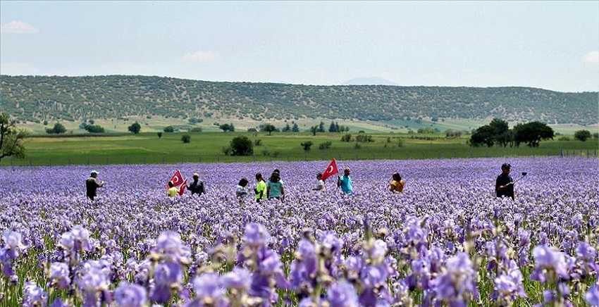  Zambak tarlaları turistlerin ilgi odağı oldu